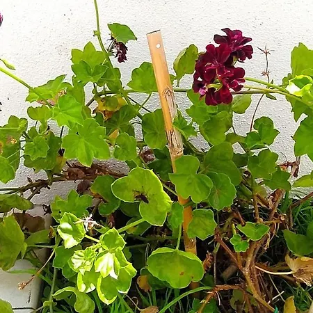 La Dimora Del Viaggiatore